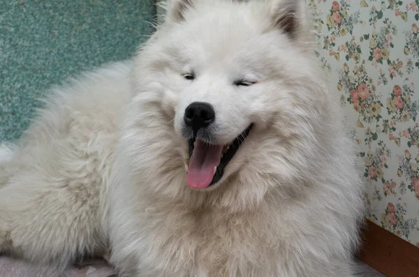 Beyaz Kürklü Samoyed Köpeği Yerde Yatıyor — Stok fotoğraf