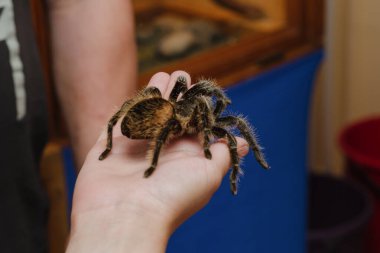 Elde oturan tarantula örümceği