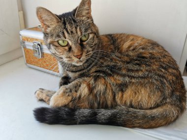 Evcil kedi sıcaktan saklanıyor.