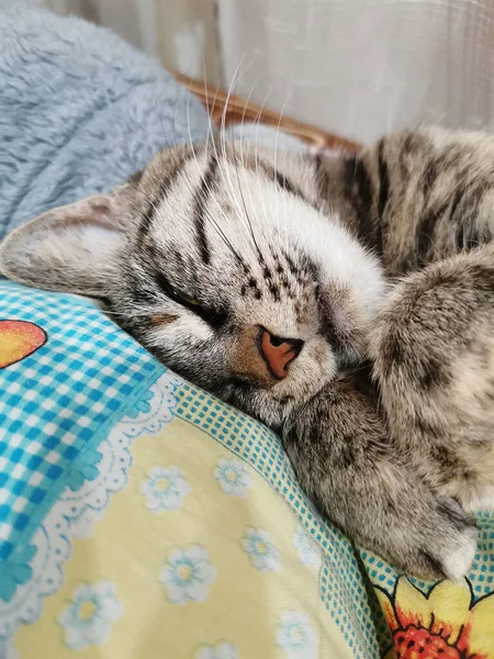 Evcil Bir Kedi Yatakta Tatlı Tatlı Uyur — Stok fotoğraf