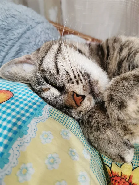 집고양이 마리가 침대에서 달콤하게 — 스톡 사진