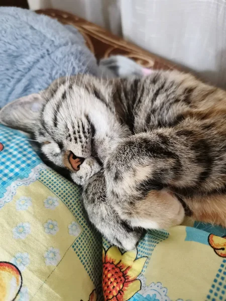 Eine Hauskatze Schläft Mit Hochgezogenen Pfoten Auf Einem Bett — Stockfoto
