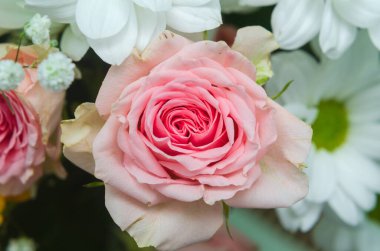 Yakından bakınca pembe bir gül.