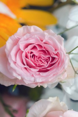 Pembe gül goncası. Yakın plan.