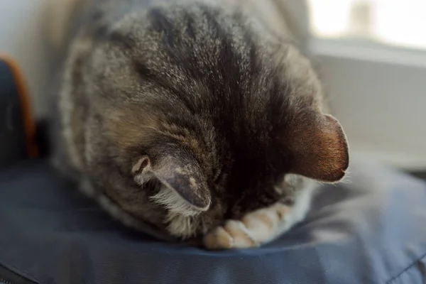 Cat Sleeps Face — Stock Photo, Image