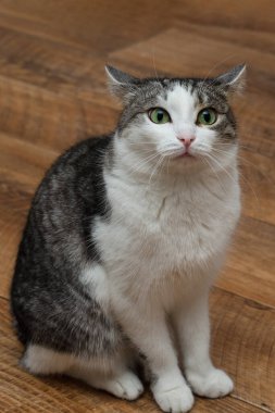 Yeşil gözlü beyaz-gri kedi