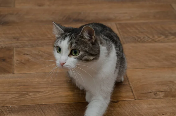 Weiße Und Graue Katze Auf Einem Holzboden — Stockfoto