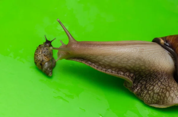 緑の背景に大小のアチャチーナのカタツムリが — ストック写真