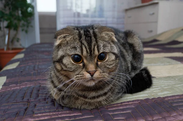 Hauskatze Mit Großen Augen Auf Dem Bett — Stockfoto