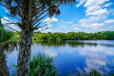 Myakka Nehri bu güneşli yaz gününde sakin sularını sergiliyor..