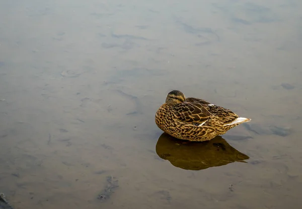 Este Rio Rocky Rocky River Park Rocky River Ohio — Fotografia de Stock