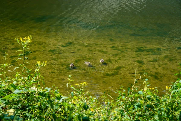 Este Rio Rocky Rocky River Park Rocky River Ohio — Fotografia de Stock