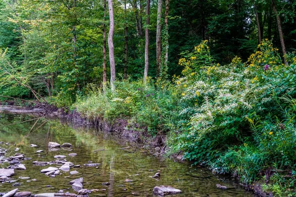 Зона Дикой Природы Адской Лощины Изолированных Лесах Округа Озеро Огайо — стоковое фото