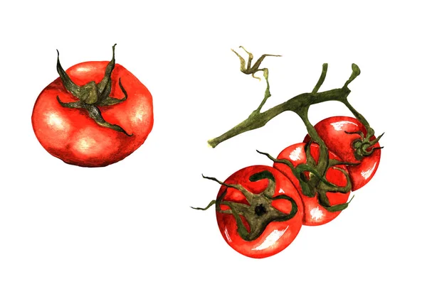 Watercolor Illustration One Big Ripe Red Tomato Branch Tomatoes White — Foto de Stock