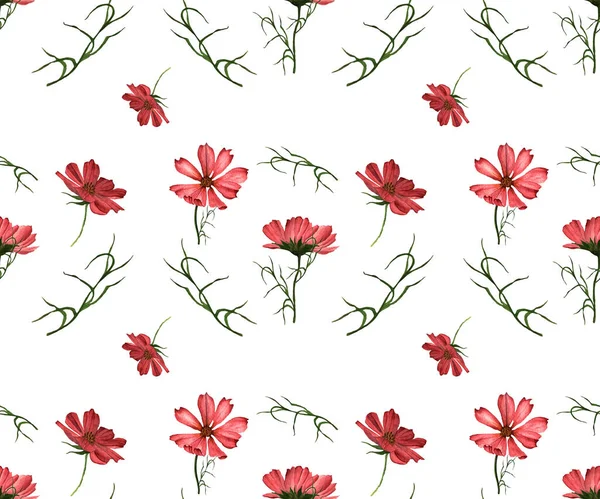 Padrão Coleção Flores Cosmos Fundo Branco Lindas Flores Ilustrações Aquarela — Fotografia de Stock