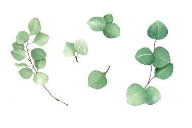 Çiçekli suluboya çizimler seti. Düğün kırtasiyesi için okaliptüs dalları koleksiyonu. Tebrikler, duvar kağıdı, moda, arka plan. Okaliptüs, zeytin, yeşil yapraklar, vs..