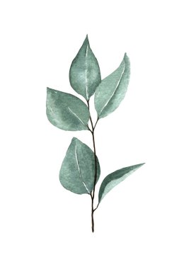 Beyaz arka planda yaprakları olan bir dal leylak. suluboya el çizimi.