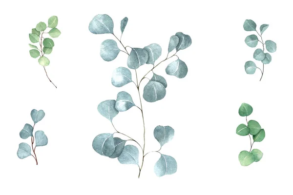 Zestaw Gałęzi Eukaliptusa Liśćmi Białym Tle Akwarela Ręka Rysunek — Zdjęcie stockowe