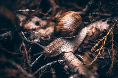 Engelleri aşan salyangoz