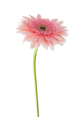 Daisy Gerbera çiçek 