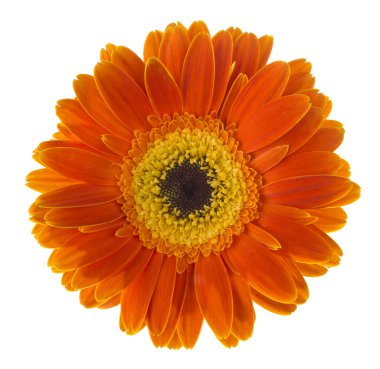Daisy Gerbera çiçek 