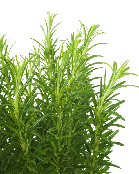 Branches of rosemary isolated — Stock Photo, Image