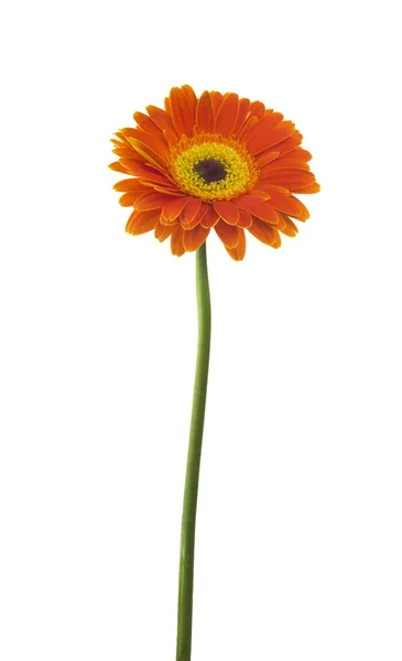 Jégdarabok Gerbera — Stock Fotó