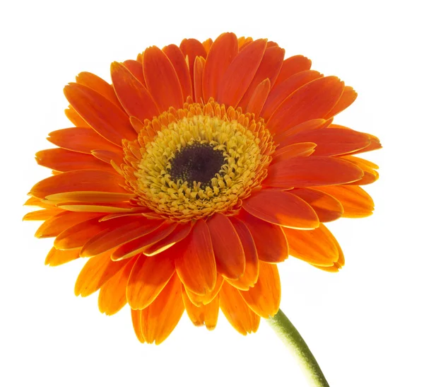 デイジー ガーベラの花 — ストック写真