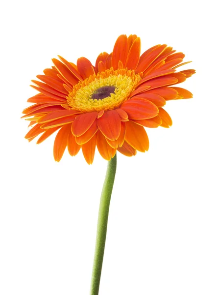 Daisy Gerbera çiçek — Stok fotoğraf