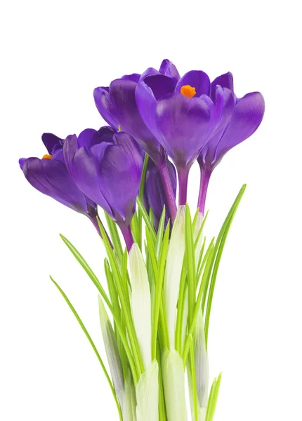 Crocus flowers in the spring isolated on white (selective focus) — Stock Photo, Image