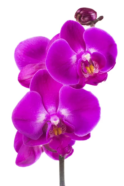 Fleurs d'orchidée striées roses — Photo