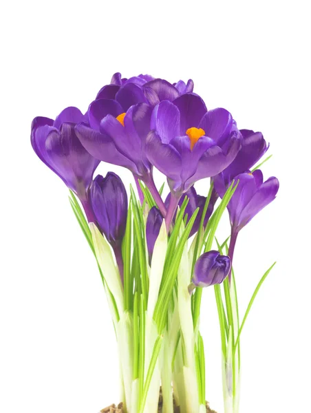 Crocus flowers in the spring isolated on white (selective focus) — Stock Photo, Image