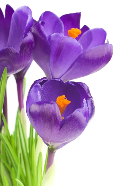 Fiori di cocco in primavera isolati su bianco (fuoco selettivo ) — Foto Stock