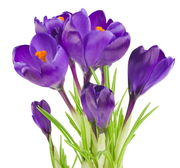 Crocus flowers in the spring isolated on white (selective focus) — Stock Photo, Image
