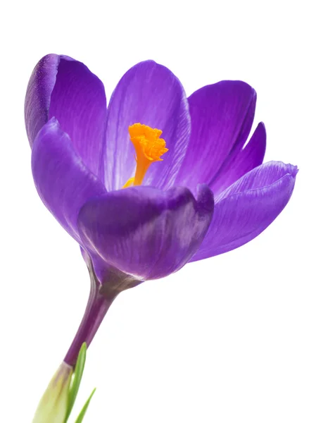 İlkbaharda kır çiçeği — Stok fotoğraf