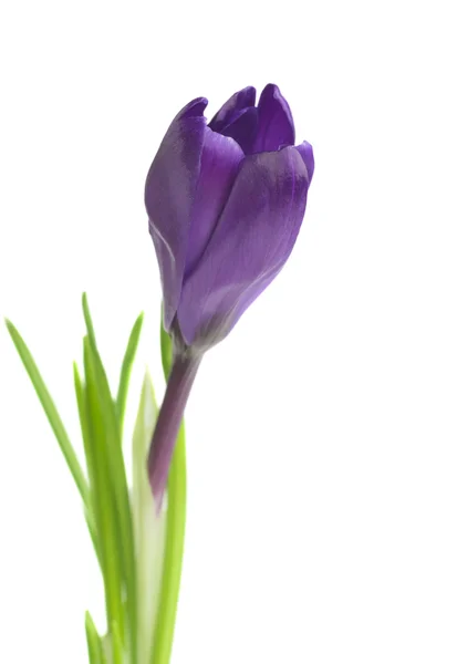 Krokusblüte im Frühling — Stockfoto