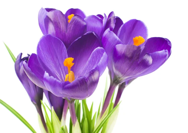 Crocus květy na jaře izolované na bílém (selektivní zaměření) — Stock fotografie