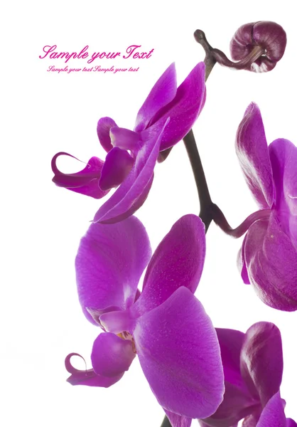 Rosa strimmiga orkidé blommor — Stockfoto