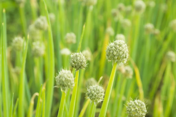 Blooming onion flowers — Stock Photo, Image