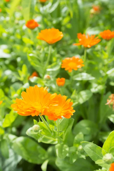Delicate marigold flowers — Stock Photo, Image