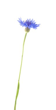 güzel mavi peygamber çiçeği