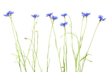 güzel mavi peygamber