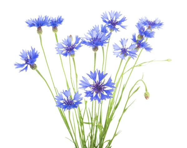 Lindas flores de milho azuis — Fotografia de Stock