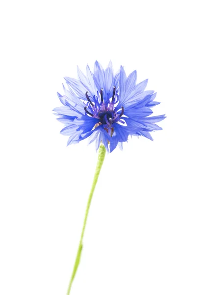 Prachtige blauwe Korenbloem — Stockfoto