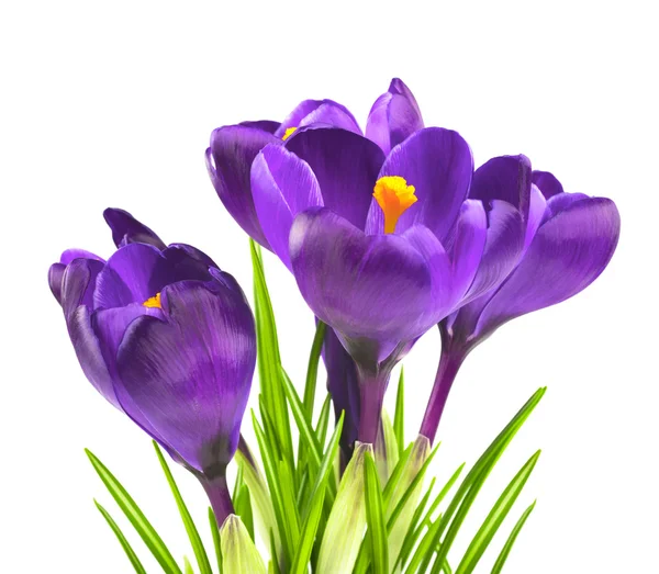 Belles fleurs de crocus — Photo