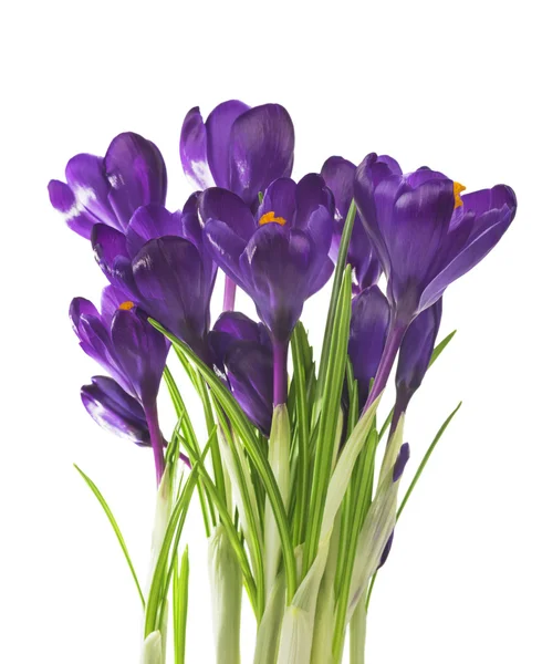 Beautiful Crocus flowers — Stock Photo, Image