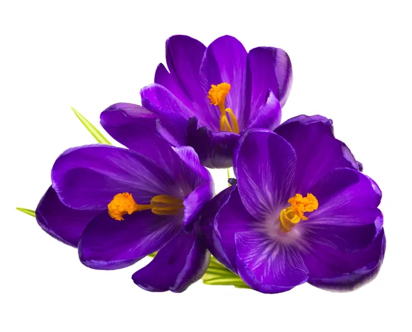 Красиві квіти Крокус — стокове фото