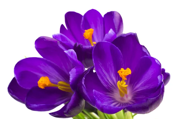 Beautiful Crocus flowers — Stock Photo, Image