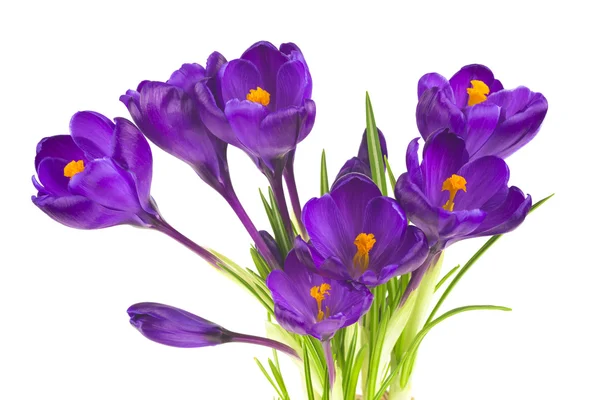 Vackra crocus blommor — Stockfoto