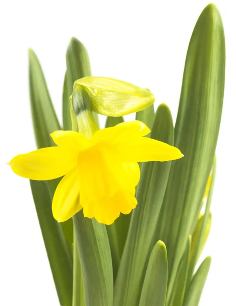 Beautiful fresh narcissus flowers — Stock Photo, Image